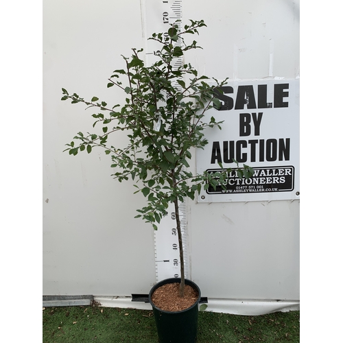 Lot 46        
