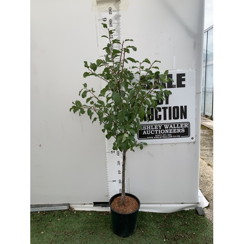 Lot 47        