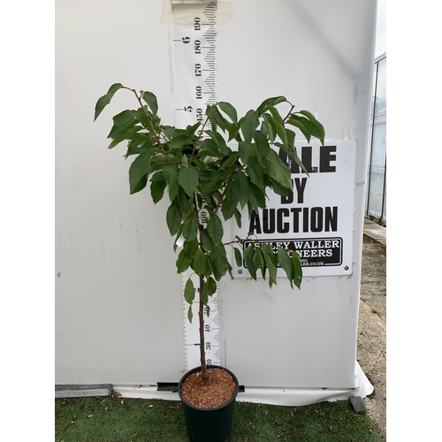 Lot 50        