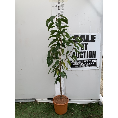 Lot 51        