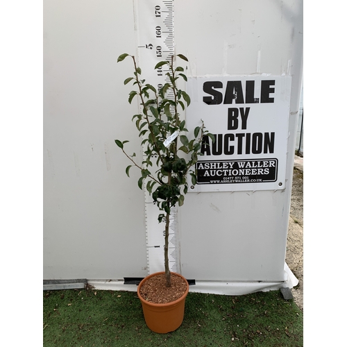 Lot 52        