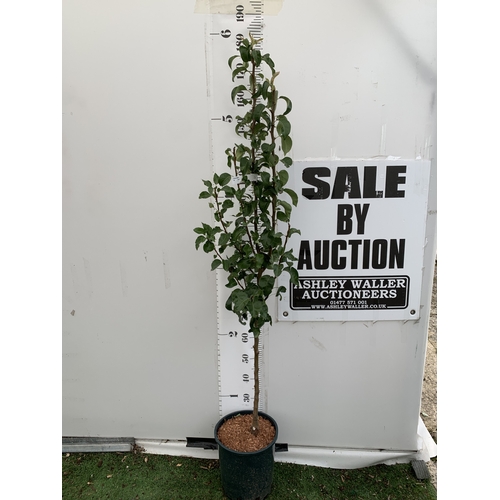 Lot 53        