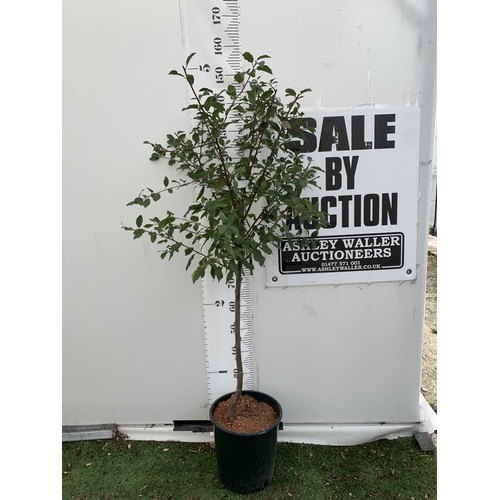 Lot 54        