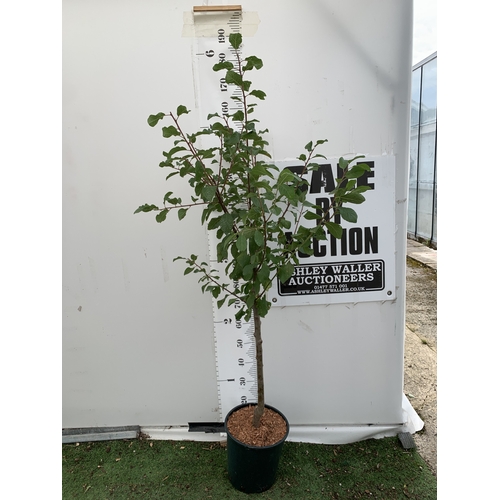 Lot 55        
