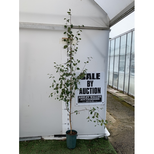 Lot 57        