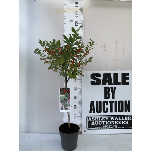 Lot 5         