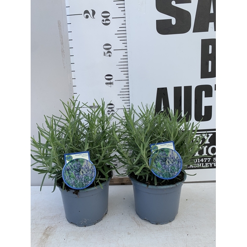 8 - TWO LAVENDER ANGUSTIFOLIA 'MUNSTEAD' IN 2 LTR POTS. APPROX 30CM TALL, TO BE SOLD FOR THE TWO. NO VAT