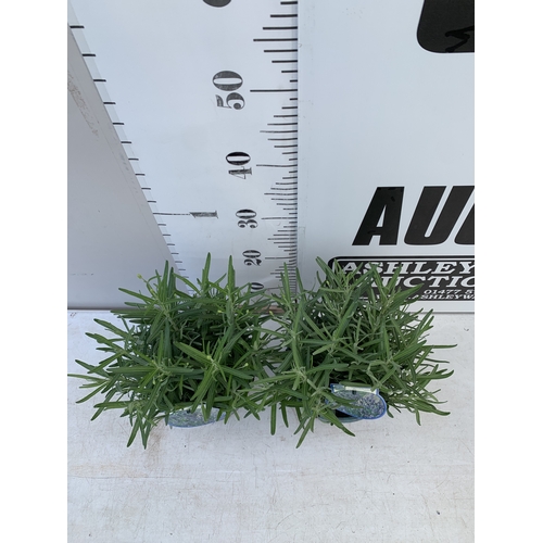 8 - TWO LAVENDER ANGUSTIFOLIA 'MUNSTEAD' IN 2 LTR POTS. APPROX 30CM TALL, TO BE SOLD FOR THE TWO. NO VAT