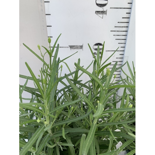 8 - TWO LAVENDER ANGUSTIFOLIA 'MUNSTEAD' IN 2 LTR POTS. APPROX 30CM TALL, TO BE SOLD FOR THE TWO. NO VAT