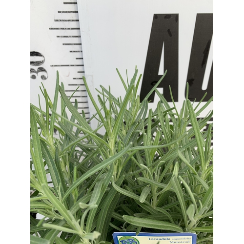 8 - TWO LAVENDER ANGUSTIFOLIA 'MUNSTEAD' IN 2 LTR POTS. APPROX 30CM TALL, TO BE SOLD FOR THE TWO. NO VAT