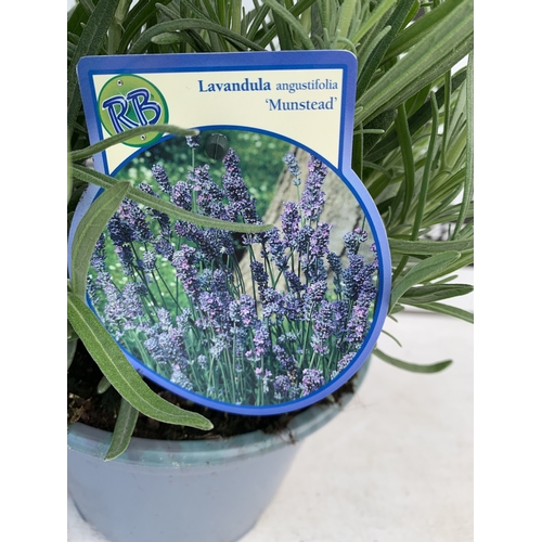 8 - TWO LAVENDER ANGUSTIFOLIA 'MUNSTEAD' IN 2 LTR POTS. APPROX 30CM TALL, TO BE SOLD FOR THE TWO. NO VAT