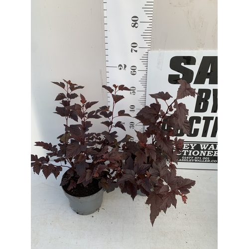 9 - TWO PHYSOCARPUS OPULIF 'LADY IN RED' IN 4 LTR POTS. APPROX 60-70CM TALL. TO BE SOLD FOR THE TWO