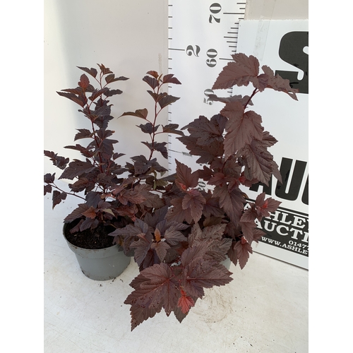 9 - TWO PHYSOCARPUS OPULIF 'LADY IN RED' IN 4 LTR POTS. APPROX 60-70CM TALL. TO BE SOLD FOR THE TWO