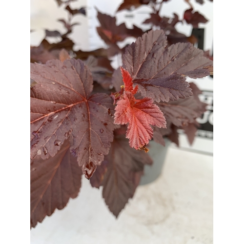 9 - TWO PHYSOCARPUS OPULIF 'LADY IN RED' IN 4 LTR POTS. APPROX 60-70CM TALL. TO BE SOLD FOR THE TWO