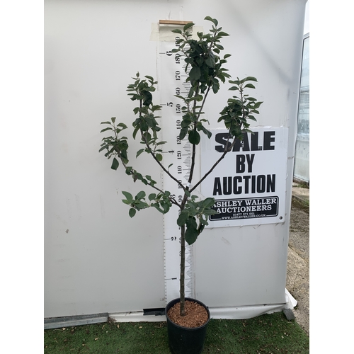 Lot 46        