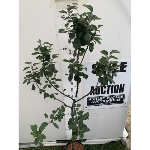 46 - ONE APPLE MALUS 'BLENHEIM ORANGE' FRUIT TREE. HAS YELLOW-GOLD APPLES WITH ORANGE FLUSH AND RED STRIP... 
