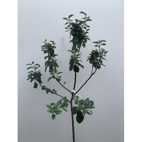 46 - ONE APPLE MALUS 'BLENHEIM ORANGE' FRUIT TREE. HAS YELLOW-GOLD APPLES WITH ORANGE FLUSH AND RED STRIP... 
