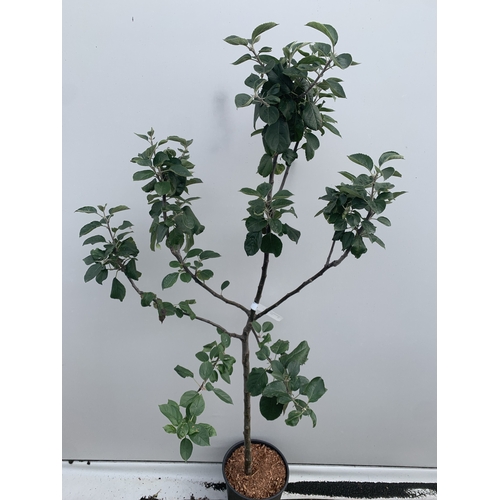 46 - ONE APPLE MALUS 'BLENHEIM ORANGE' FRUIT TREE. HAS YELLOW-GOLD APPLES WITH ORANGE FLUSH AND RED STRIP... 