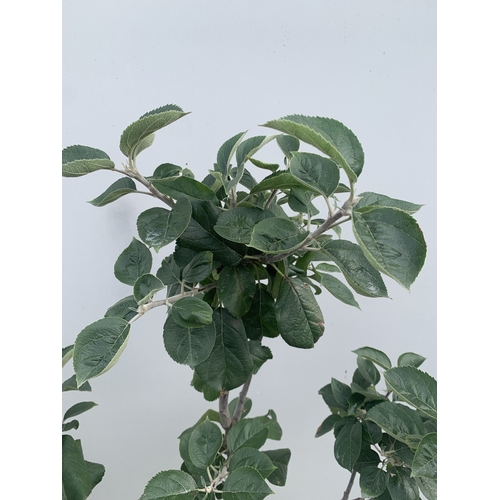 46 - ONE APPLE MALUS 'BLENHEIM ORANGE' FRUIT TREE. HAS YELLOW-GOLD APPLES WITH ORANGE FLUSH AND RED STRIP... 