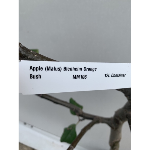 46 - ONE APPLE MALUS 'BLENHEIM ORANGE' FRUIT TREE. HAS YELLOW-GOLD APPLES WITH ORANGE FLUSH AND RED STRIP... 