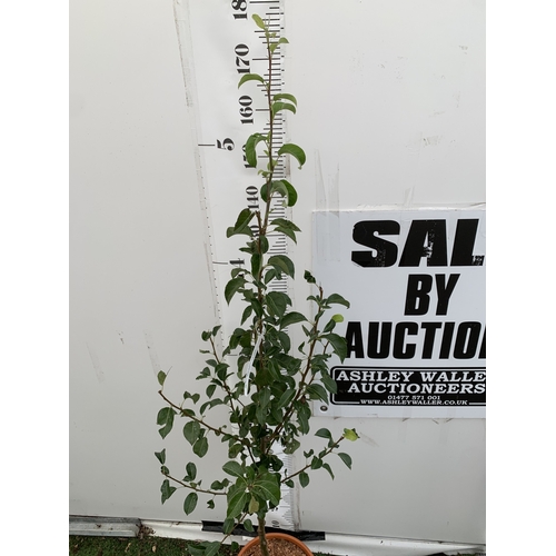 41 - ONE PEAR PYRUS 'DOYENNE DU COMICE' TREE IN A 11.5 LTR POT. APPROX 180CM IN HEIGHT, PRODUCES PALE GRE... 