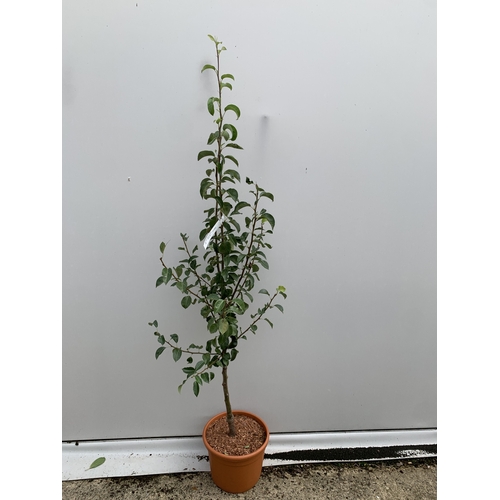 41 - ONE PEAR PYRUS 'DOYENNE DU COMICE' TREE IN A 11.5 LTR POT. APPROX 180CM IN HEIGHT, PRODUCES PALE GRE... 