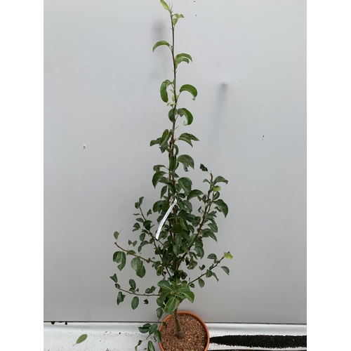 41 - ONE PEAR PYRUS 'DOYENNE DU COMICE' TREE IN A 11.5 LTR POT. APPROX 180CM IN HEIGHT, PRODUCES PALE GRE... 