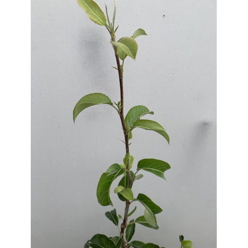 41 - ONE PEAR PYRUS 'DOYENNE DU COMICE' TREE IN A 11.5 LTR POT. APPROX 180CM IN HEIGHT, PRODUCES PALE GRE... 