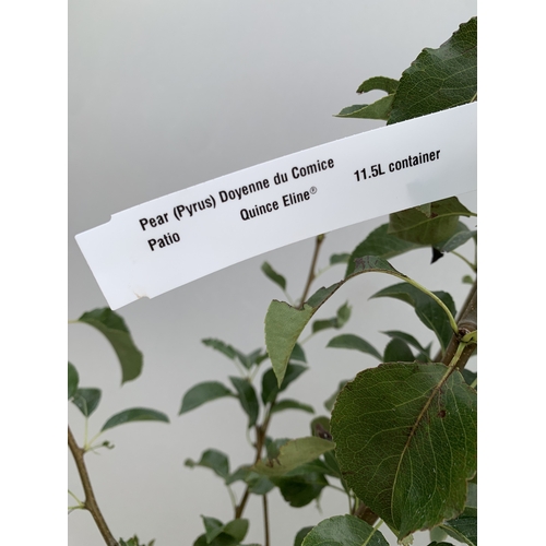 41 - ONE PEAR PYRUS 'DOYENNE DU COMICE' TREE IN A 11.5 LTR POT. APPROX 180CM IN HEIGHT, PRODUCES PALE GRE... 