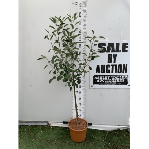 Lot 49        