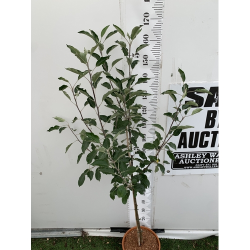 49 - ONE APPLE MALUS COX FRUIT TREE. SELF FERTILE IN A 11.5 LTR POT APPROX 170CM IN HEIGHT. FRUIT IS THE ... 