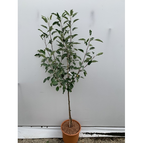 49 - ONE APPLE MALUS COX FRUIT TREE. SELF FERTILE IN A 11.5 LTR POT APPROX 170CM IN HEIGHT. FRUIT IS THE ... 