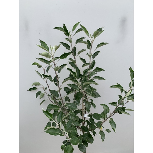 49 - ONE APPLE MALUS COX FRUIT TREE. SELF FERTILE IN A 11.5 LTR POT APPROX 170CM IN HEIGHT. FRUIT IS THE ... 