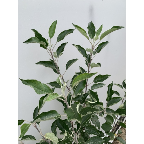 49 - ONE APPLE MALUS COX FRUIT TREE. SELF FERTILE IN A 11.5 LTR POT APPROX 170CM IN HEIGHT. FRUIT IS THE ... 