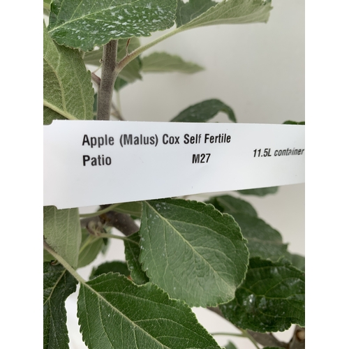 49 - ONE APPLE MALUS COX FRUIT TREE. SELF FERTILE IN A 11.5 LTR POT APPROX 170CM IN HEIGHT. FRUIT IS THE ... 