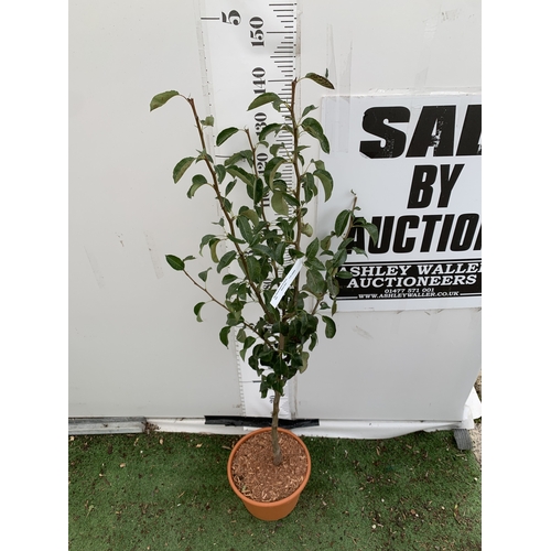 40 - ONE PEAR PYRUS 'DOYENNE DU COMICE' TREE IN A 11.5 LTR POT. APPROX 150CM IN HEIGHT, PRODUCES PALE GRE... 