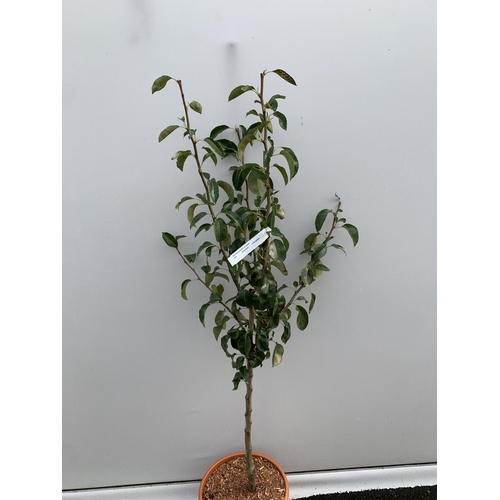 40 - ONE PEAR PYRUS 'DOYENNE DU COMICE' TREE IN A 11.5 LTR POT. APPROX 150CM IN HEIGHT, PRODUCES PALE GRE... 
