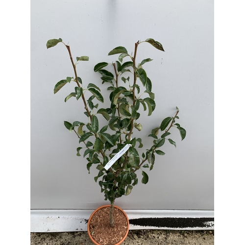 40 - ONE PEAR PYRUS 'DOYENNE DU COMICE' TREE IN A 11.5 LTR POT. APPROX 150CM IN HEIGHT, PRODUCES PALE GRE... 