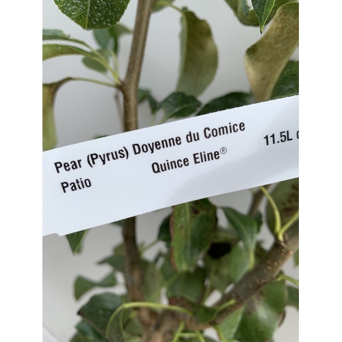 40 - ONE PEAR PYRUS 'DOYENNE DU COMICE' TREE IN A 11.5 LTR POT. APPROX 150CM IN HEIGHT, PRODUCES PALE GRE... 