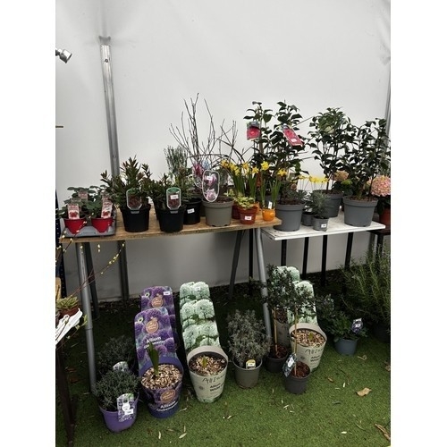 0 - WELCOME TO ASHLEY WALLER HORTICULTURE AUCTION ONLINE - LOTS ARE BEING ADDED DAILY