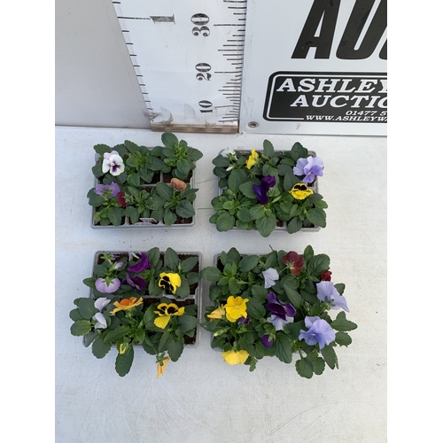 10 - TWENTY FOUR MIXED COLOUR F1 WINTER PANSIES ON FOUR TRAYS. TO BE SOLD FOR THE TWENTY FOUR