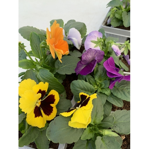 10 - TWENTY FOUR MIXED COLOUR F1 WINTER PANSIES ON FOUR TRAYS. TO BE SOLD FOR THE TWENTY FOUR