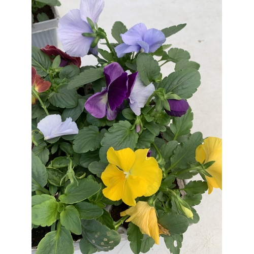 10 - TWENTY FOUR MIXED COLOUR F1 WINTER PANSIES ON FOUR TRAYS. TO BE SOLD FOR THE TWENTY FOUR