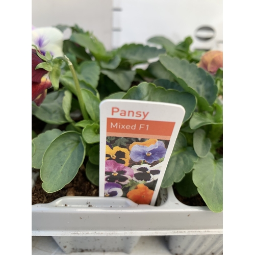 10 - TWENTY FOUR MIXED COLOUR F1 WINTER PANSIES ON FOUR TRAYS. TO BE SOLD FOR THE TWENTY FOUR