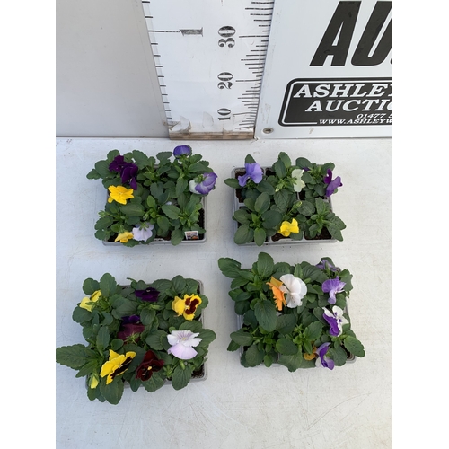 11 - TWENTY FOUR MIXED COLOUR F1 WINTER PANSIES ON FOUR TRAYS. TO BE SOLD FOR THE TWENTY FOUR