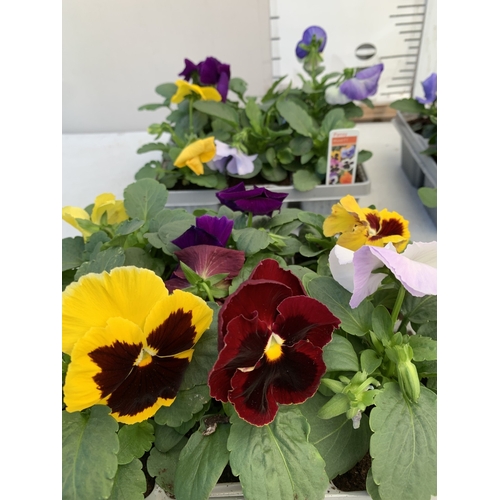 11 - TWENTY FOUR MIXED COLOUR F1 WINTER PANSIES ON FOUR TRAYS. TO BE SOLD FOR THE TWENTY FOUR