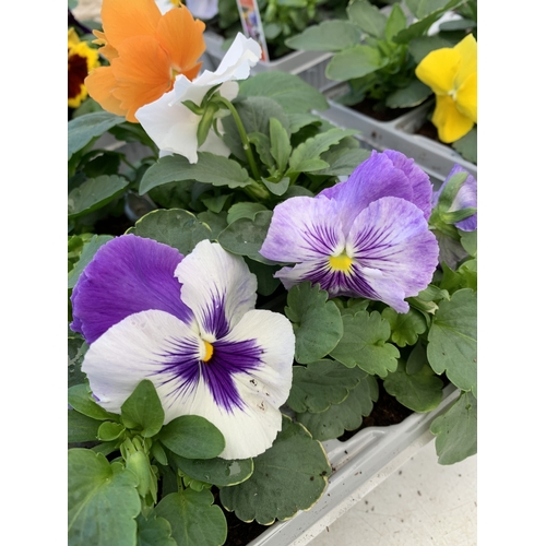 11 - TWENTY FOUR MIXED COLOUR F1 WINTER PANSIES ON FOUR TRAYS. TO BE SOLD FOR THE TWENTY FOUR