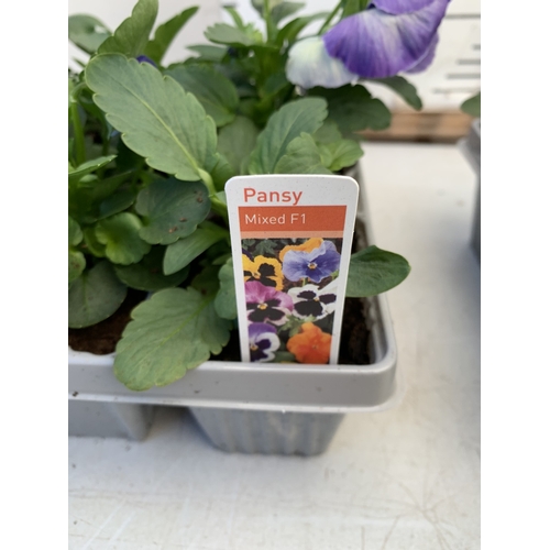 11 - TWENTY FOUR MIXED COLOUR F1 WINTER PANSIES ON FOUR TRAYS. TO BE SOLD FOR THE TWENTY FOUR