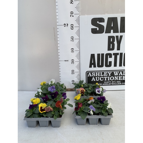 12 - TWENTY FOUR MIXED COLOUR F1 WINTER PANSIES ON FOUR TRAYS. TO BE SOLD FOR THE TWENTY FOUR