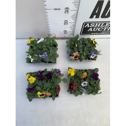 12 - TWENTY FOUR MIXED COLOUR F1 WINTER PANSIES ON FOUR TRAYS. TO BE SOLD FOR THE TWENTY FOUR